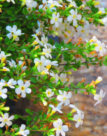 bacopa monnieri plant