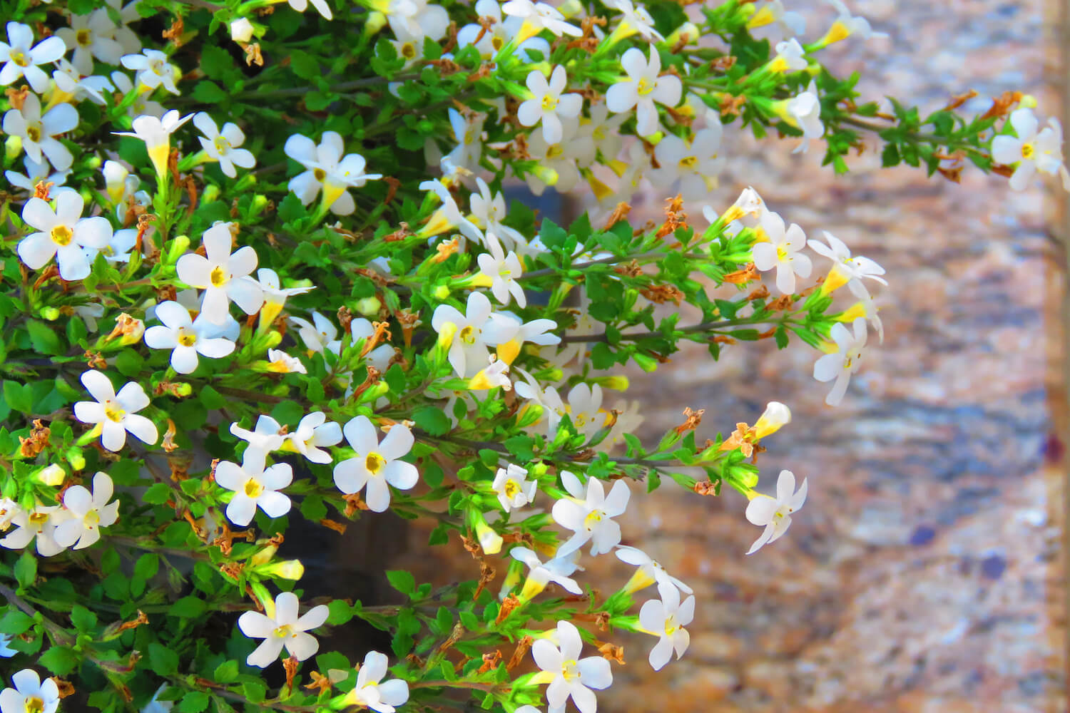 bacopa monnieri plant
