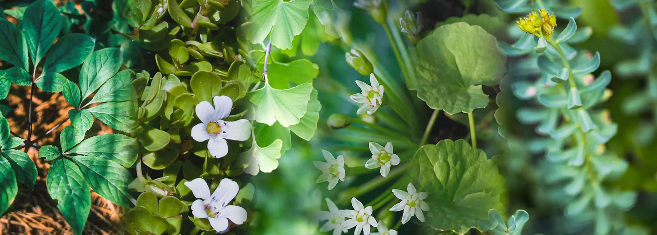 nootropic-drugs-benefits-and-uses